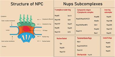 Role of Nucleoporins and Transport Receptors in Cell Differentiation